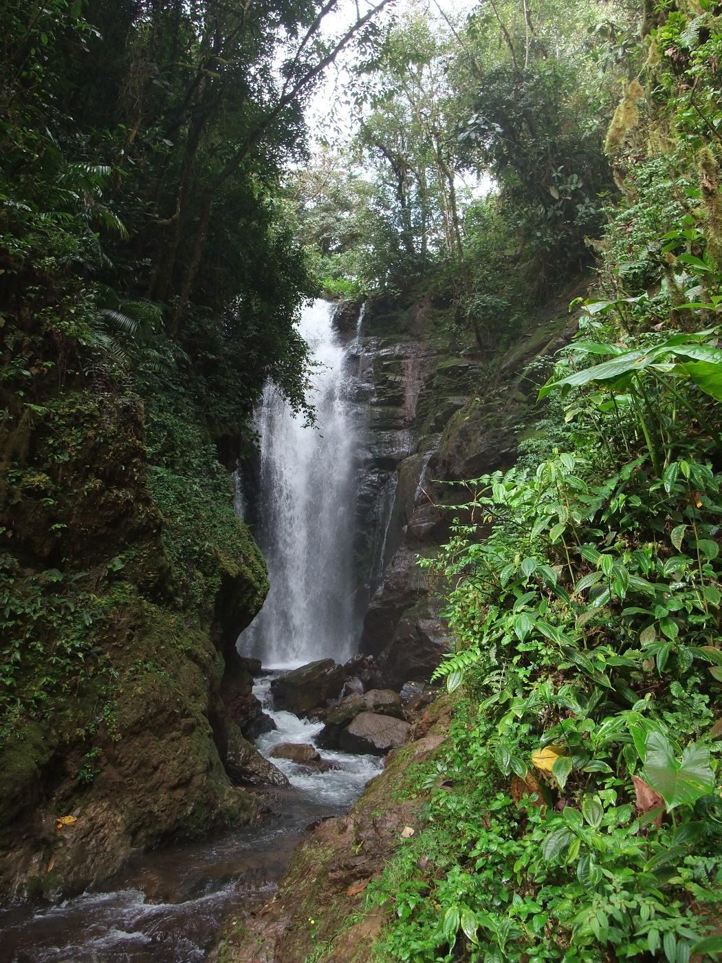 Catarata El Tigre cayendo entre vegetación de selva alta en Oxapampa
